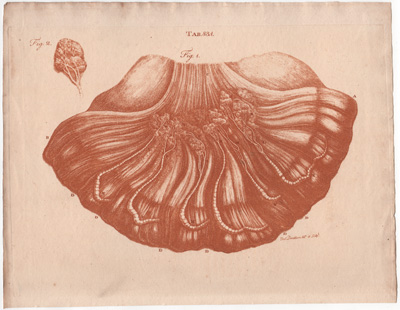 Gives a View of the Jejunum and Mesentery...